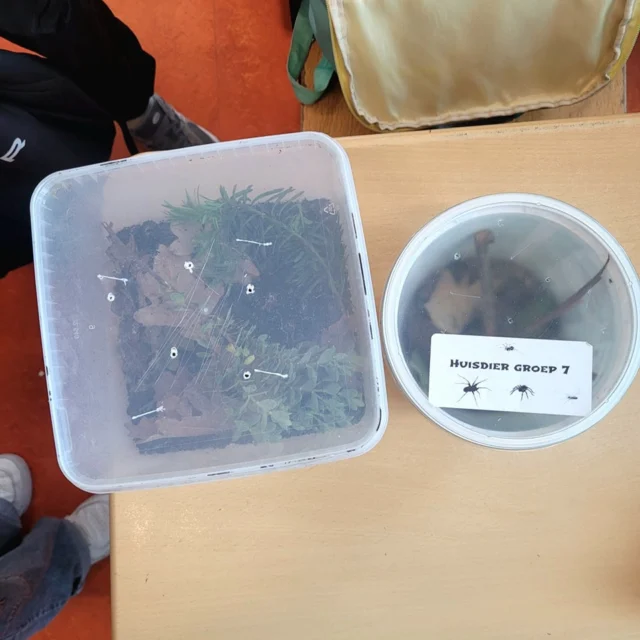 'Juf, mogen we een huisdier voor de klas?' 'Waaraan zitten jullie te denken? Een 🐕🐈🐖🐇🐁🐤🐟?''Nee, een: ... (zie foto)'Groep 7 heeft een huisdier (of beter gezegd huisdierfamilie!)🕸🕷#basisschool #DeCirkel #Assen #NoorderBasis #ScholenmetdeBijbel