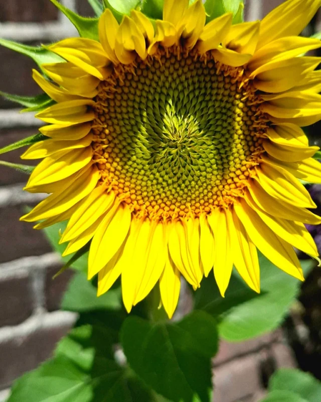 Lisa uit groep 4 heeft de zonnebloemzaadjes, uitgedeeld tijdens de Kidspraise van @noorderbasis, wel erg flink laten groeien. Gaaf!🌻Heb jij ook al een mooie zonnebloem staan?#zonnebloem #groeienalseenkindvangod #Basisschool #DeCirkel #Assen #NoorderBasis #ScholenmetdeBijbel