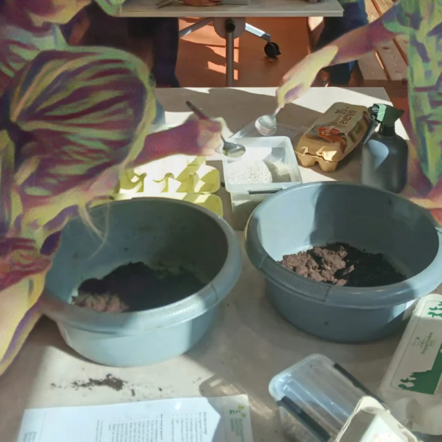 🌸💥 Zaadbommen in actie! 💥🌱Groep 3 ging gisteren langs bij het @duurzaamheidscentrumassen en ging op missie: hoe zorgen bloemen en planten ervoor dat hun zaadjes de wereld in gaan? 🌍💨🐦Na een hoop slimme ideeën en vrolijke gesprekken kwamen ze tot een topoplossing: zelf zaadbommen maken! 🎨🧨Met een beetje modder, een snufje zaadjes en héél veel enthousiasme gaan ze Assen omtoveren tot een kleurrijke bloemenzee. 🌼🌿Swipe door de foto's en zie hoe deze groene helden aan de slag gingen! 💪🌈#Zaadbommen #GroeneHelden #Duurzaamheidscentrum #KleurrijkAssen #KinderenVoorNatuur #Basisschool #DeCirkel #Assen #NoorderBasis #ScholenmetdeBijbel @noorderbasis